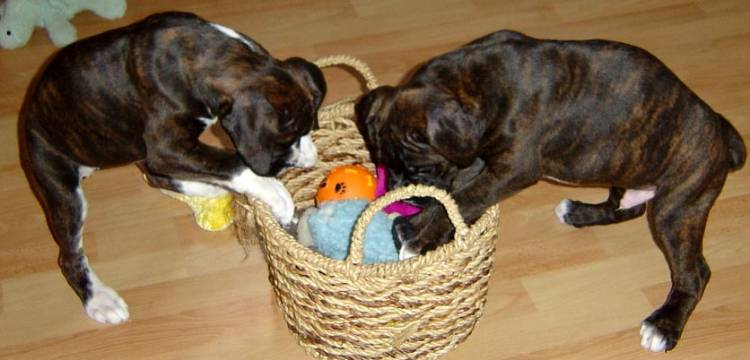 Diesel and his buddy