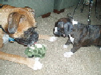 Diesel and Jedi playing.