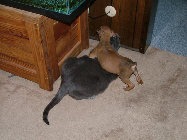 Diesel and Psyco