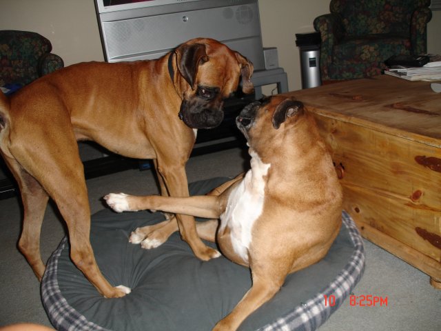 Diesel and Selma playing