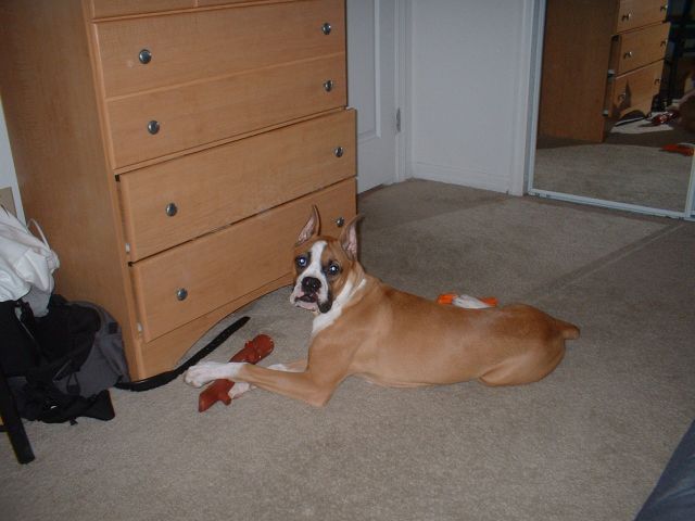 Diesel at 6 1/2 months