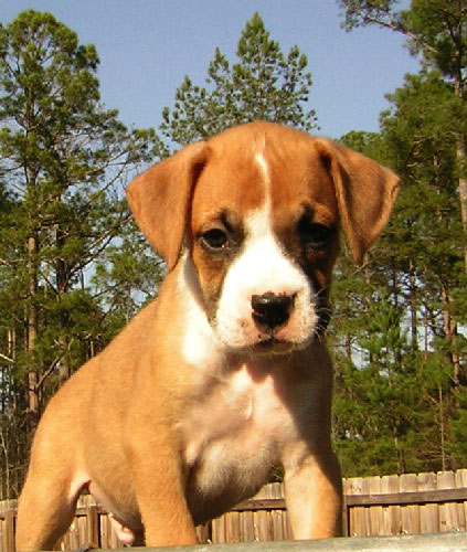 Diesel at 7 Weeks