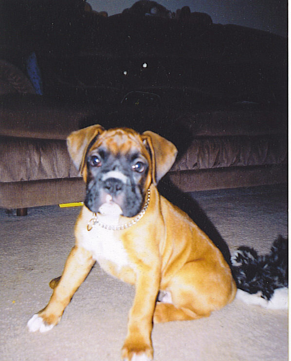 Diesel at 9 weeks
