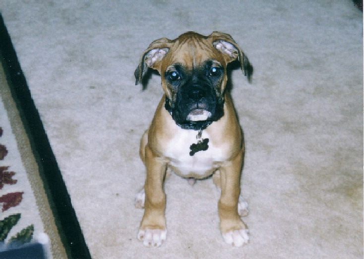 Diesel at 9 weeks