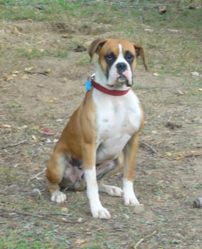 Diesel Boy!
