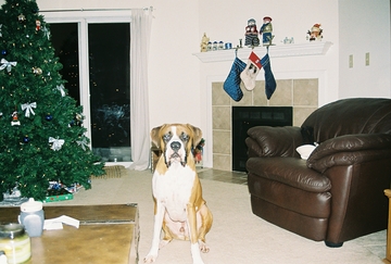 Diesel Christmas 2005