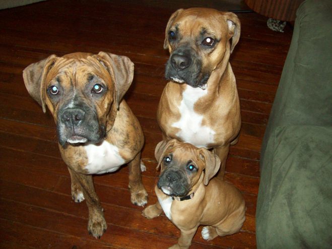 Diesel, Dexter, and their "sister" Lulu
