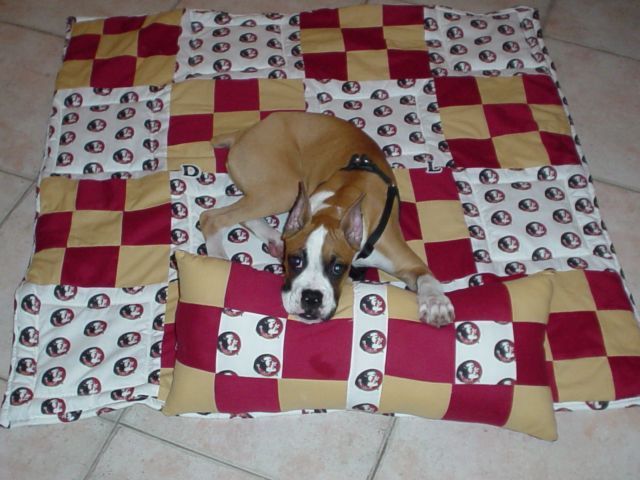 Diesel enjoying the Blanket