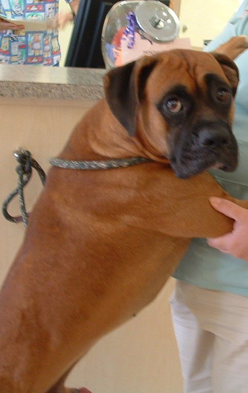 Diesel fixated on a cat!