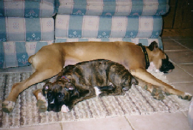 Diesel napping w/ Reese