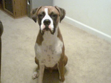Diesel Nov. 2005