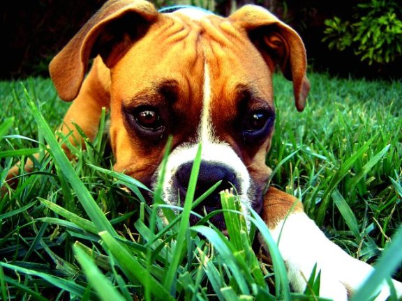 Diesel on the prowl