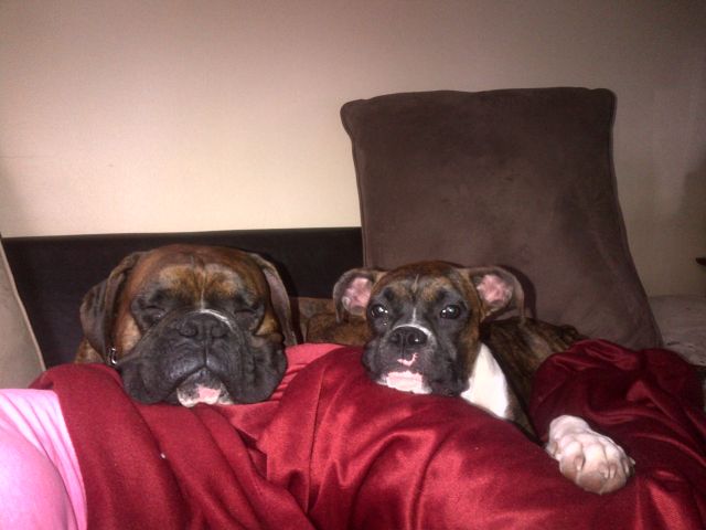 Diesel & Roxy