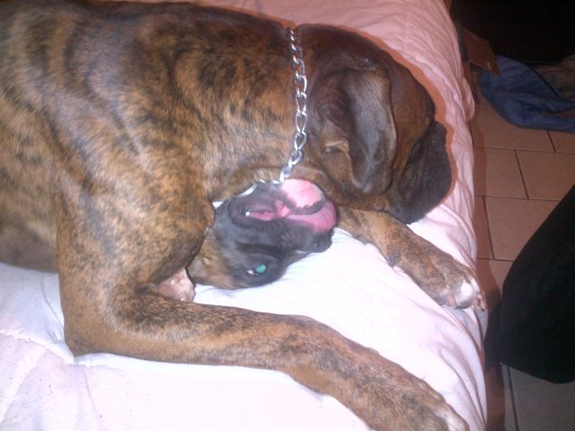 Diesel & Roxy