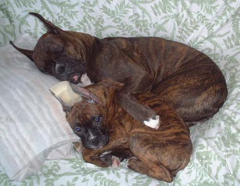 Diesel taking a nap with mom