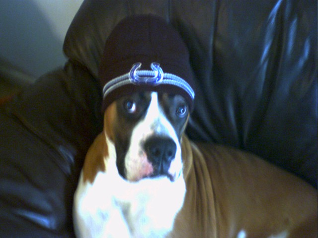 Diesel the Colts Fan