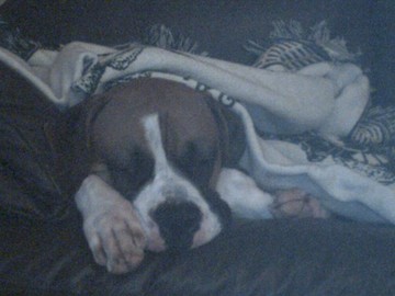 Diesel with his Blanket taking a nap