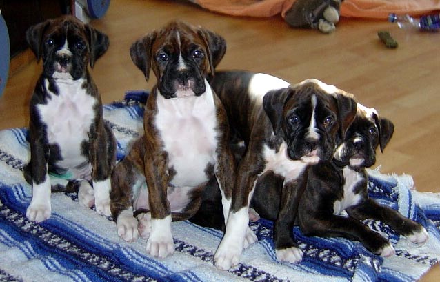 diesel with his siblings 6 weeks old