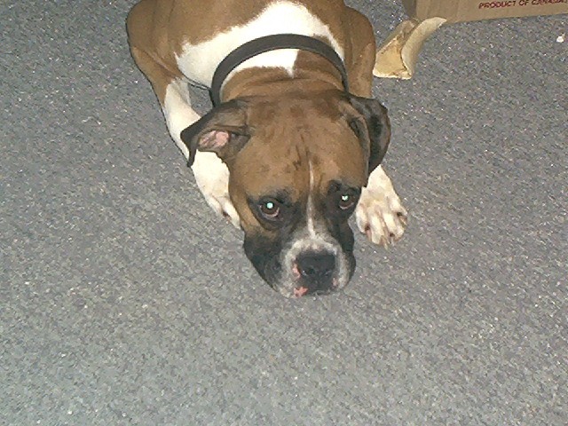diesel