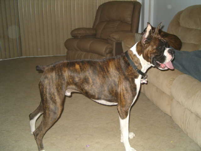Diesel