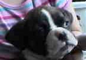 Diesel