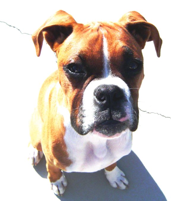 Diesel