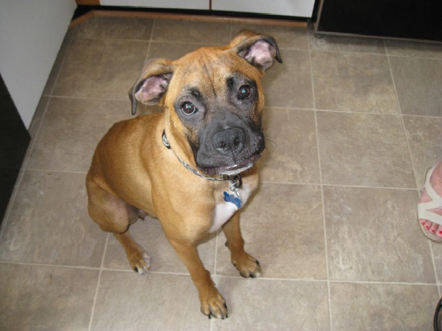 Diesel