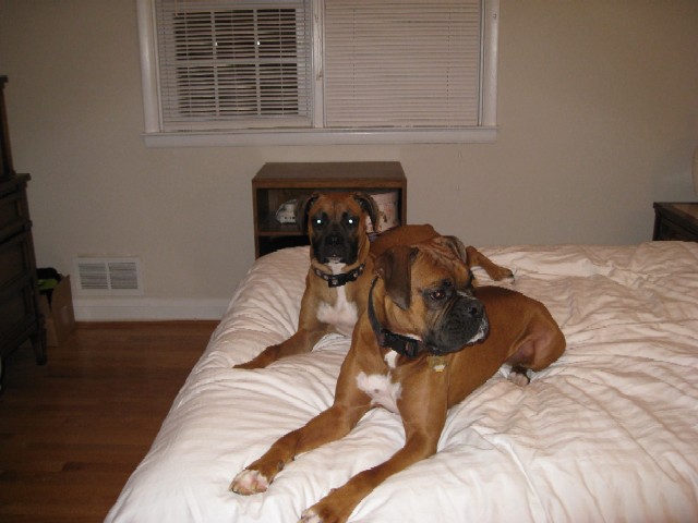 Diesel