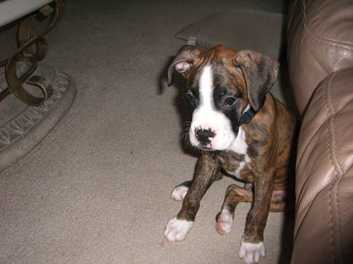 Diesel