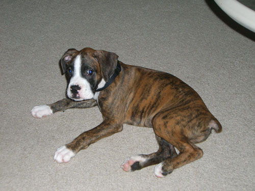 Diesel
