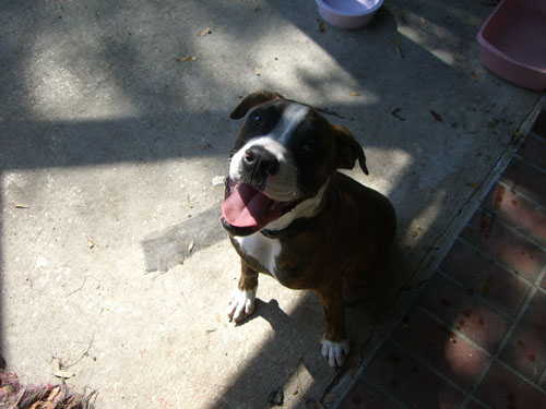 Diesel