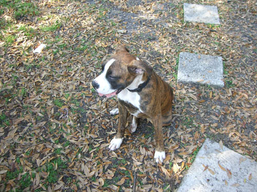 Diesel
