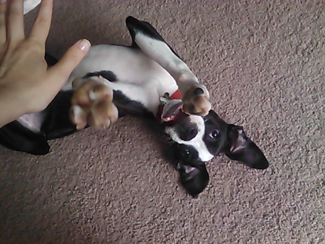 Diesel :)