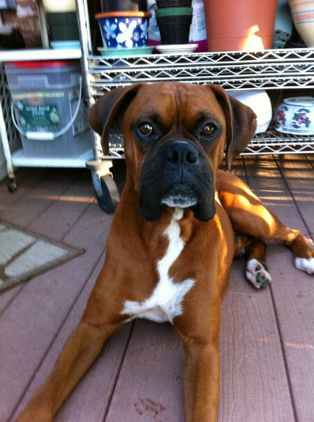 Diesel