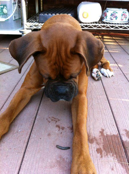 Diesel
