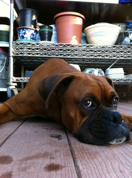Diesel