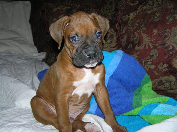 Diesel