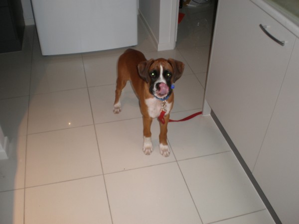 Diesel_4_months_002