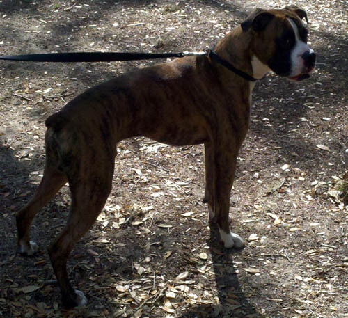diesel_washington_oaks