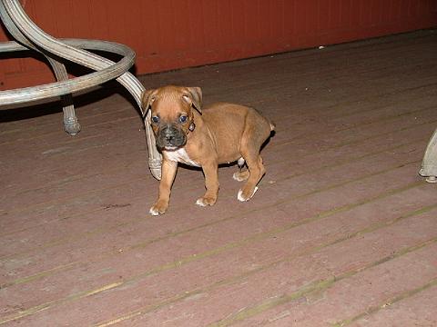 Diesels 1st Day