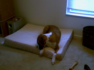 Diesel's New Bed