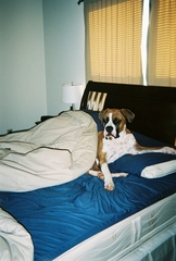Diesel's new Doggy Bed