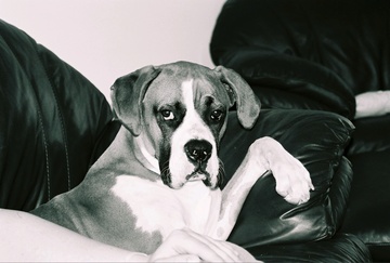 Diesel's Spot