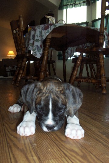 Digger at 9 weeks