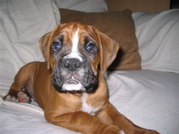dillon 8 weeks