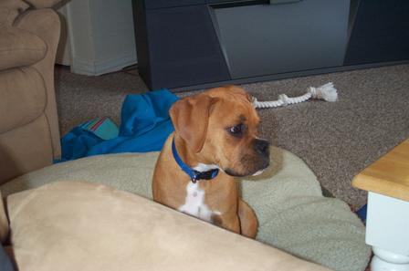 Dillon 9 weeks cuttie-pa-tootie