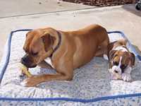 Dillon and Darby 9 1/2 weeks