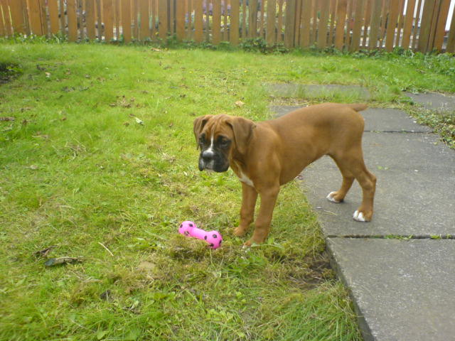 dillon at 10weeks