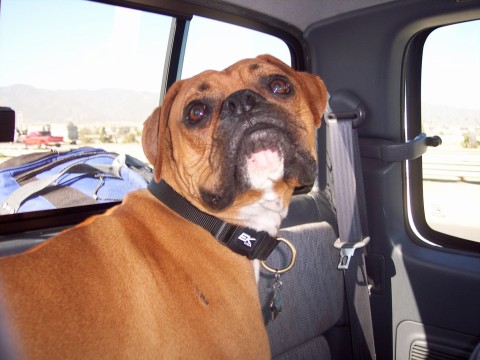 Dillon on our way to Mammoth.
