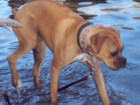 Dillon tip toeing thru the cold water in Mammoth